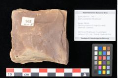 Foto (Objekt + Etikett) von Quercus palaeoilex Ettingshausen (NHMW-GEO-2024-0188-0763)